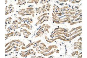 Image no. 1 for anti-Aldehyde Dehydrogenase 4 Family, Member A1 (ALDH4A1) (C-Term) antibody (ABIN320974) (ALDH4A1 抗体  (C-Term))