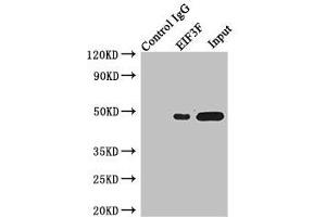Immunoprecipitating EIF3F in Jurkat whole cell lysate Lane 1: Rabbit control IgG instead of (1 μg) instead of ABIN7152155 in Jurkat whole cell lysate. (EIF3F 抗体  (AA 88-357))