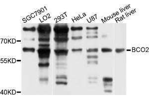 Western blot analysis of extracts of various cell lines, using BCO2 antibody (ABIN5972911) at 1/1000 dilution. (BCO2 抗体)