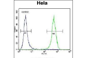 Flow cytometric analysis of Hela cells (right histogram) compared to a negative control cell (left histogram). (WFDC1 抗体  (C-Term))