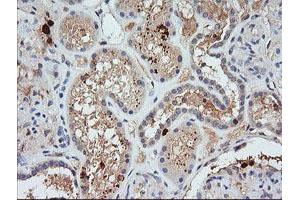 Image no. 1 for anti-Kallikrein 8 (KLK8) antibody (ABIN1498966) (Kallikrein 8 抗体)
