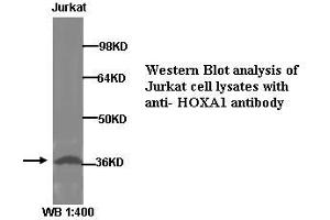 Image no. 1 for anti-Homeobox A1 (HOXA1) (Internal Region) antibody (ABIN790933) (HOXA1 抗体  (Internal Region))