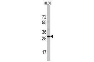 Image no. 2 for anti-Ribosomal Protein S6 (RPS6) (N-Term) antibody (ABIN357338) (RPS6 抗体  (N-Term))