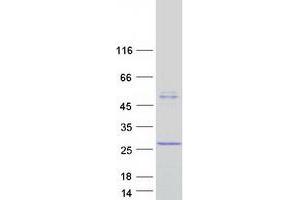 Validation with Western Blot (C4ORF17 Protein (Myc-DYKDDDDK Tag))