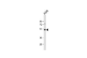 Anti-GSK3A Antibody  at 1:1000 dilution + A549 whole cell lysate Lysates/proteins at 20 μg per lane. (GSK3 alpha 抗体  (C-Term))