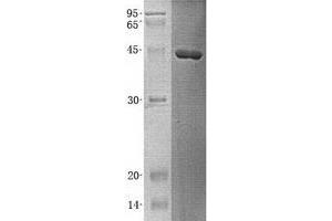 Validation with Western Blot (HPD Protein (Transcript Variant 2) (His tag))
