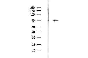 anti-CREB Regulated Transcription Coactivator 3 (CRTC3) (pSer162) antibody