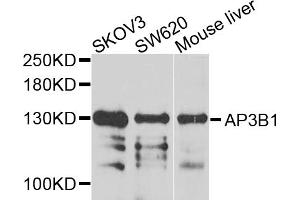 Western blot analysis of extracts of various cell lines, using AP3B1 antibody (ABIN5975078) at 1/1000 dilution. (AP3B1 抗体)