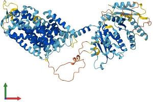 Protein Structure (PS) image for Solute Carrier Family 12 (Potassium/chloride Transporters), Member 9 (SLC12A9) (AA 1-914) protein (His tag) (ABIN7564904)