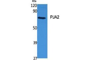 Western Blot (WB) analysis of specific cells using PJA2 Polyclonal Antibody. (PJA2 抗体  (Internal Region))
