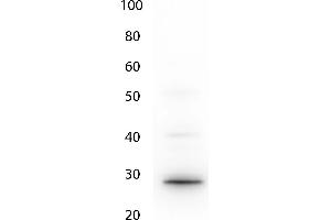 Western Blot of Anti-GFP (CHICKEN) antibody. (GFP 抗体  (AA 1-246))