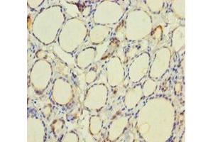 Immunohistochemistry of paraffin-embedded human thyroid tissue using ABIN7172162 at dilution of 1:100 (TPO (AA 19-846) 抗体)