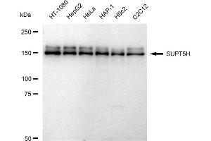 anti-Transcription Elongation Factor SPT5 (SUPT5H) antibody