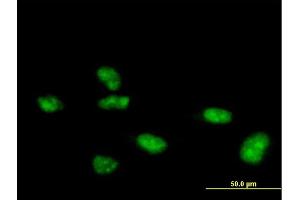 Immunofluorescence of purified MaxPab antibody to ZNF507 on HeLa cell. (ZNF507 抗体  (AA 1-953))