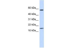 Western Blotting (WB) image for anti-Keratin Associated Protein 11-1 (KRTAP11-1) antibody (ABIN2458974) (KRTAP11-1 抗体)
