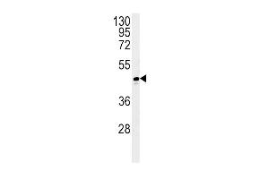 ADH1C Antibody (Center) (ABIN651725 and ABIN2840376) western blot analysis in T47D cell line lysates (35 μg/lane). (ADH1C 抗体  (AA 231-260))