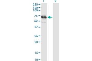 Western Blot analysis of TSKS expression in transfected 293T cell line by TSKS monoclonal antibody (M01), clone 2E9. (TSKS 抗体  (AA 471-560))