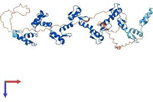 AlphaFold protein structure predicition of Human Recombinant ZNF502 Protein, UniprotID Q8TBZ5