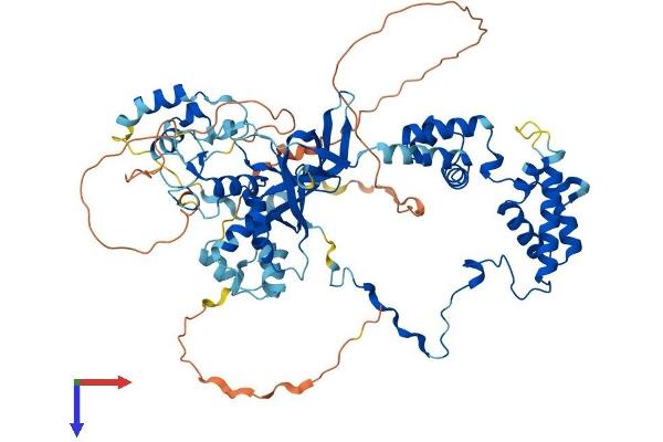 MTA2 Protein (AA 1-668) (His tag)