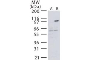 Image no. 1 for anti-Mitogen-Activated Protein Kinase Kinase Kinase 14 (MAP3K14) (AA 687-703) antibody (ABIN208659) (MAP3K14 抗体  (AA 687-703))