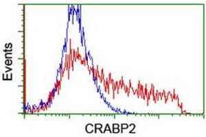 Image no. 4 for anti-Cellular Retinoic Acid Binding Protein 2 (CRABP2) antibody (ABIN1497620) (CRABP2 抗体)
