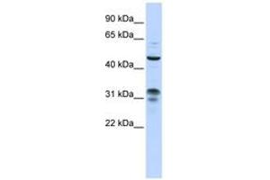 Image no. 1 for anti-Zinc Finger Protein 765 (ZNF765) (AA 108-157) antibody (ABIN6743557) (ZNF765 抗体  (AA 108-157))
