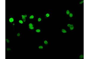 Immunofluorescence (IF) image for anti-Histone H1.4 (HIST1H1E) antibody (ABIN7139414)
