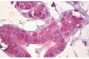 Anti-DLX5 antibody IHC staining of human breast, epithelium. (DLX5 抗体  (AA 91-140))