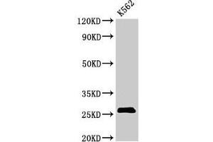 Western Blot Positive WB detected in: K562 whoel cell lysate All lanes: SPCS2 antibody at 3 μg/mL Secondary Goat polyclonal to rabbit IgG at 1/50000 dilution Predicted band size: 26 kDa Observed band size: 26 kDa (SPCS2 抗体  (AA 7-86))