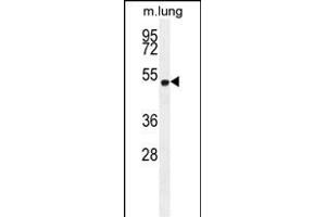 ELL Antibody (C-term) (ABIN654130 and ABIN2844004) western blot analysis in mouse lung tissue lysates (35 μg/lane). (ELL 抗体  (C-Term))