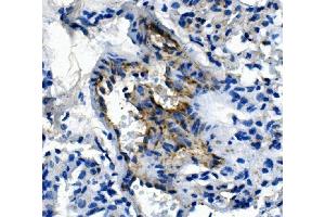 IHC analysis of Pecam1 using anti-Pecam1 antibody (ABIN7601672). (CD31 抗体  (AA 41-491))
