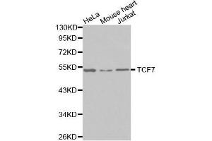 Western blot analysis of extracts of various cell lines, using TCF7 antibody.