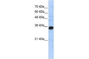 anti-Complement C1q Tumor Necrosis Factor-Related Protein 4 (C1QTNF4) (Middle Region) antibody