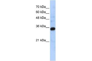 WB Suggested Anti-C1QTNF4 Antibody Titration: 0. (C1QTNF4 抗体  (Middle Region))