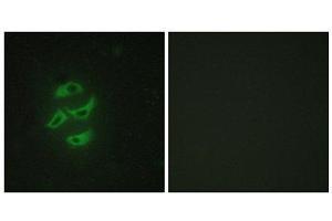 Immunofluorescence (IF) image for anti-Cytochrome P450, Family 2, Subfamily J, Polypeptide 2 (CYP2J2) (Internal Region) antibody (ABIN1850360) (CYP2J2 抗体  (Internal Region))