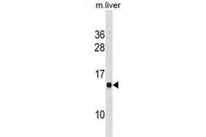 MS4A13 Antibody (N-term) (ABIN1881554 and ABIN2838650) western blot analysis in mouse liver tissue lysates (35 μg/lane). (MS4A13 抗体  (N-Term))