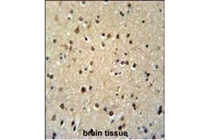 TSH2 Antibody (N-term) (ABIN651481 and ABIN2840262) immunohistochemistry analysis in formalin fixed and paraffin embedded human brain tissue followed by peroxidase conjugation of the secondary antibody and DAB staining. (THNSL2 抗体  (N-Term))