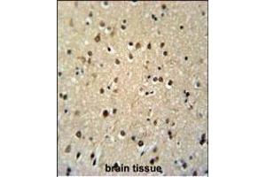 TSH2 Antibody (N-term) (ABIN651481 and ABIN2840262) immunohistochemistry analysis in formalin fixed and paraffin embedded human brain tissue followed by peroxidase conjugation of the secondary antibody and DAB staining. (THNSL2 抗体  (N-Term))