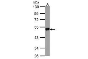 Image no. 2 for anti-Smad Nuclear Interacting Protein 1 (SNIP1) (AA 41-363) antibody (ABIN1501920) (SNIP1 抗体  (AA 41-363))