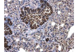 IHC-P Image Calpain 1 antibody [N3C2], Internal detects Calpain 1 protein at cytoplasm on mouse lung by immunohistochemical analysis. (CAPN1 抗体)