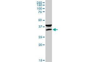 IFT57 MaxPab rabbit polyclonal antibody. (IFT57 抗体  (AA 1-429))