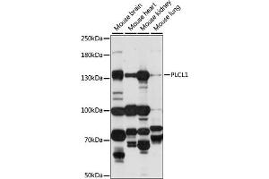 Western blot analysis of extracts of various cell lines, using PLCL1 antibody (ABIN7269343) at 1:1000 dilution. (PLCL1 抗体  (AA 110-350))