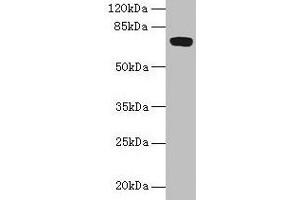 Western blot All lanes: FAM234B antibody at 6 μg/mL + Human placenta tissue Secondary Goat polyclonal to rabbit IgG at 1/10000 dilution Predicted band size: 68 kDa Observed band size: 68 kDa (FAM234B 抗体  (AA 401-622))