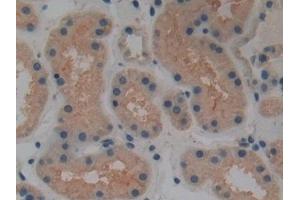 Immunohistochemistry (IHC) image for anti-Glutamate Decarboxylase 2 (Pancreatic Islets and Brain, 65kDa) (GAD2) (AA 65-105) antibody (ABIN7433339)