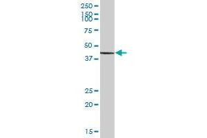 ILF2 MaxPab polyclonal antibody. (ILF2 抗体  (AA 1-390))