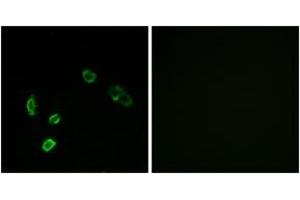 Immunofluorescence (IF) image for anti-Olfactory Receptor, Family 5, Subfamily H, Member 1 (OR5H1) (AA 241-290) antibody (ABIN2890948) (OR5H1 抗体  (AA 241-290))