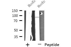 Western blot analysis of extracts from HuvEc cells, using SH3RF3 antibody. (SH3RF3 抗体  (C-Term))