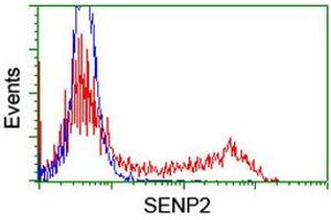 Image no. 2 for anti-SUMO1/sentrin/SMT3 Specific Peptidase 2 (SENP2) (AA 139-523) antibody (ABIN1490930) (SENP2 抗体  (AA 139-523))