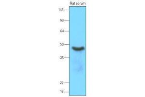 Western Blotting (WB) image for anti-serpin Peptidase Inhibitor, Clade A (Alpha-1 Antiproteinase, Antitrypsin), Member 12 (SERPINA12) (AA 21-414) antibody (ABIN933176)