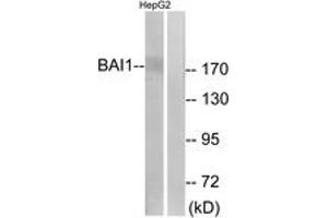 Western blot analysis of extracts from HepG2 cells, using BAI1 Antibody. (BAI1 抗体  (AA 691-740))